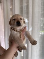 Labrador Retriever Puppies for sale in Chatsworth, California. price: $1,800