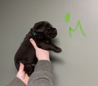 Labrador Retriever Puppies for sale in Stroudsburg, PA 18360, USA. price: $1,800