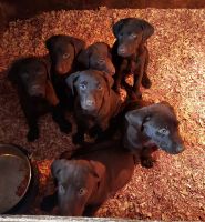Labrador Retriever Puppies for sale in Newton, Illinois. price: $550