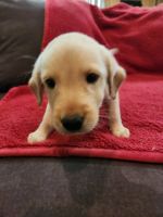Labrador Retriever Puppies for sale in Parker, CO, USA. price: $600