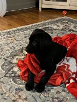 Labrador Retriever Puppies for sale in Holdrege, Nebraska. price: $750