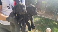 Labrador Retriever Puppies for sale in Visalia, California. price: $500