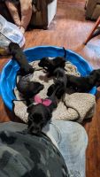 Labrador Retriever Puppies for sale in Bastrop, Louisiana. price: $150