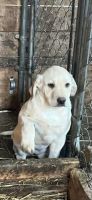 Labrador Retriever Puppies for sale in Hillsboro, Wisconsin. price: $500