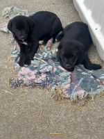 Labrador Retriever Puppies for sale in Pulaski, Tennessee. price: $25