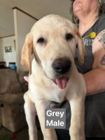 Labrador Retriever Puppies for sale in Ocala, Florida. price: $850