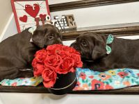 Labrador Retriever Puppies for sale in Sanford, North Carolina. price: $1,000