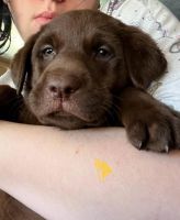Labrador Retriever Puppies for sale in Troup, Texas. price: $1,000