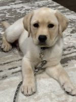 Labrador Retriever Puppies for sale in Charlotte, North Carolina. price: $1,900