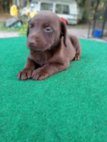 Labrador Retriever Puppies for sale in Ocala, Florida. price: $850