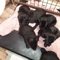 Labrador Retriever Puppies for sale in Hutchinson, Minnesota. price: $500