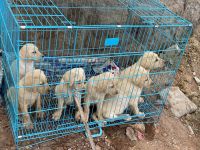 Labrador Retriever Puppies for sale in Shadnagar, Telangana. price: 8,000 INR