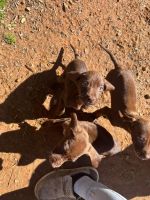 Labrador Retriever Puppies for sale in Alto, Georgia. price: $75