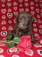 Labrador Retriever Puppies for sale in La Fargeville, NY 13656, USA. price: $950