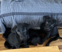 Labrador Retriever Puppies for sale in Redding, California. price: $900