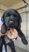 Labrador Retriever Puppies for sale in Bird Island, Minnesota. price: $300