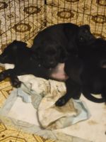 Labrador Retriever Puppies for sale in Florence, Colorado. price: $300