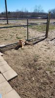 Labrador Retriever Puppies for sale in Searcy, Arkansas. price: $250