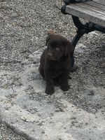 Labrador Retriever Puppies for sale in Paterson, New Jersey. price: $1,000