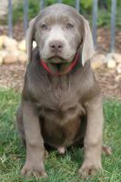 Labrador Retriever Puppies for sale in Reedley, CA, USA. price: $500