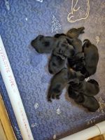 Labrador Retriever Puppies for sale in Bastrop, Louisiana. price: NA