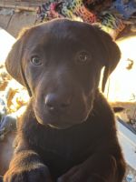 Labrador Retriever Puppies for sale in Martinsville, Virginia. price: $200