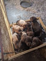 Labrador Retriever Puppies for sale in Cedar Falls, Iowa. price: $1,000