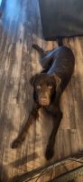 Labrador Retriever Puppies for sale in Burlington, North Carolina. price: $900