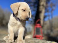 Labrador Retriever Puppies for sale in Rogersville, MO 65742, USA. price: $900
