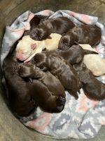 Labrador Retriever Puppies for sale in Beulaville, NC 28518, USA. price: $500