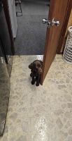 Labrador Retriever Puppies for sale in Brunswick, GA, USA. price: $300