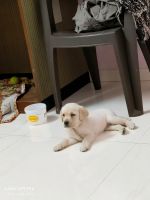 Labrador Retriever Puppies for sale in Bhavnagar, Gujarat. price: 19,000 INR