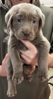 Labrador Retriever Puppies for sale in Smithsburg, Maryland. price: $1,000