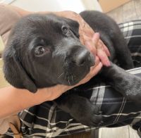 Labrador Retriever Puppies for sale in Santa Clarita, California. price: $1,000