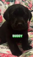 Labrador Retriever Puppies for sale in Ocala, Florida. price: $1,000