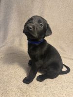Labrador Retriever Puppies for sale in Chesterfield, Virginia. price: $850