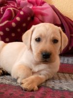 Labrador Retriever Puppies for sale in Meerut, Uttar Pradesh. price: 6,000 INR