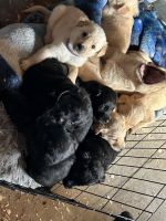 Labrador Retriever Puppies for sale in Knox, Indiana. price: $200