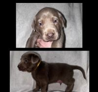 Labrador Retriever Puppies for sale in Milligan, Nebraska. price: $1,400