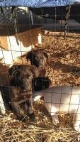 Labrador Retriever Puppies for sale in Cambridge, Minnesota. price: $400