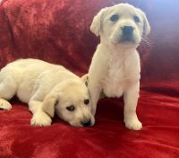 Labrador Retriever Puppies Photos