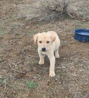 Labrador Retriever Puppies for sale in Vale, OR 97918, USA. price: $600