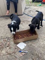 Labrador Retriever Puppies for sale in Newberry, South Carolina. price: $250