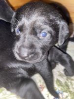 Labrador Retriever Puppies for sale in Bagley, MN 56621, USA. price: $900