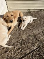 Labrador Retriever Puppies for sale in Bethune, SC 29009, USA. price: $800