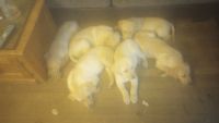 Labrador Retriever Puppies for sale in Spokane, Washington. price: $250