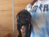 Labrador Retriever Puppies for sale in Santa Rosa, California. price: $1,200