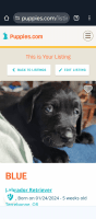 Labrador Retriever Puppies for sale in Bend, OR, USA. price: $800