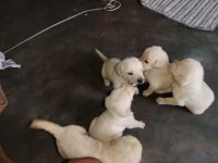 Labrador Retriever Puppies for sale in Chatrapur, Orissa. price: 9,000 INR