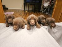 Labrador Retriever Puppies for sale in Ault, Colorado. price: $1,500